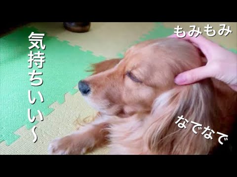 リラックス犬~頭を撫でられマッサージされると幸せな顔をするゴールデンレトリバーのミックス犬