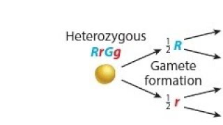 The forked-line method for determining gamete genotype frequency