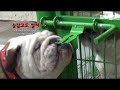 눈 감고도 자물쇠 따는 뇌섹견 두두등장ㅣSmarty Dog Who Opens A Lock With His Mouth While Eyes Are Closed