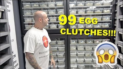 99 Egg Clutches In My Incubators! My Biggest Record Yet !! Ball Python Unboxing !!