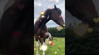 #horse #rdr2