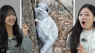 Koreans React to CUTE ANIMALS | CY