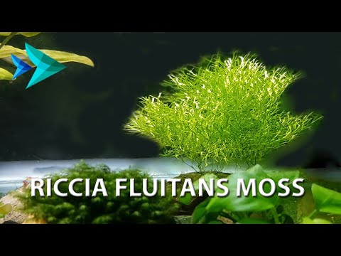 Video: Ricciocarpus Plutitor - Mușchi Minunat