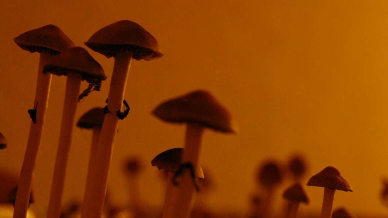 Psychedelics could treat mental illness 