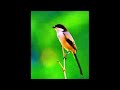 Suara Pikat Burung Cendet Ribut Di Jamin Ampuh Untuk Di Hutan Mp3 - Mp4 Download