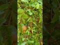 Pomegranate Tree Shorts Viral Shortsfeed Ytshorts Yt Nature Gardening Tree Fruits Shaina 