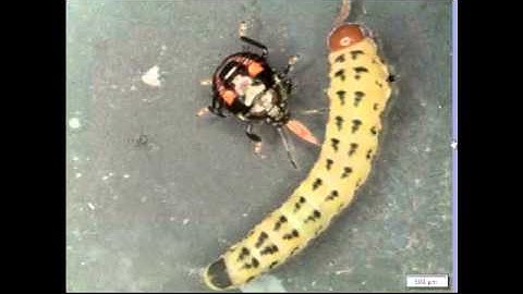 Predatory Stinkbug and Sawfly