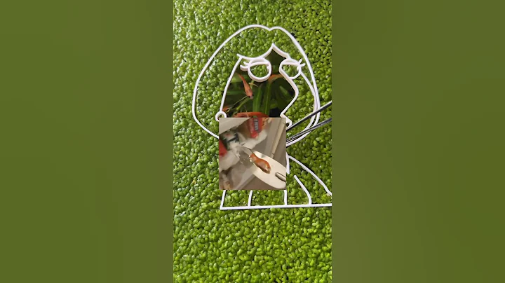 Can you Revive a Frozen fish? 💀