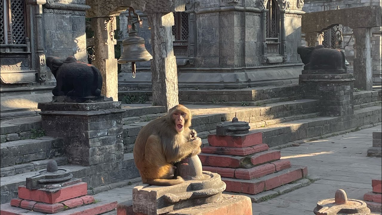 Pashupati Nath temple 🛕 kaathmandu vissit Nepal 🇳🇵 tour part 4