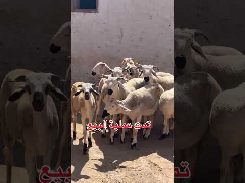 كيف جاكم هاد الخير حولي صردي كيسر اكسبلور ثمن سوق   ثمن الحولي المبيدات