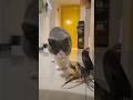 If a cat joined boxing, it would have no opponents!