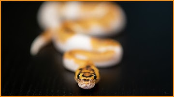 The Freeway Clown Pied — It