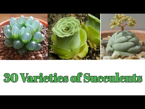 Have You Ever Heard? What Cactus Is This Is Your Greatest Guess To Develop