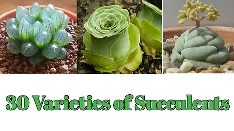 30 Types Of Succulents with Names| 30 Succulent plants Varieties | Plant and Planting - DayDayNews