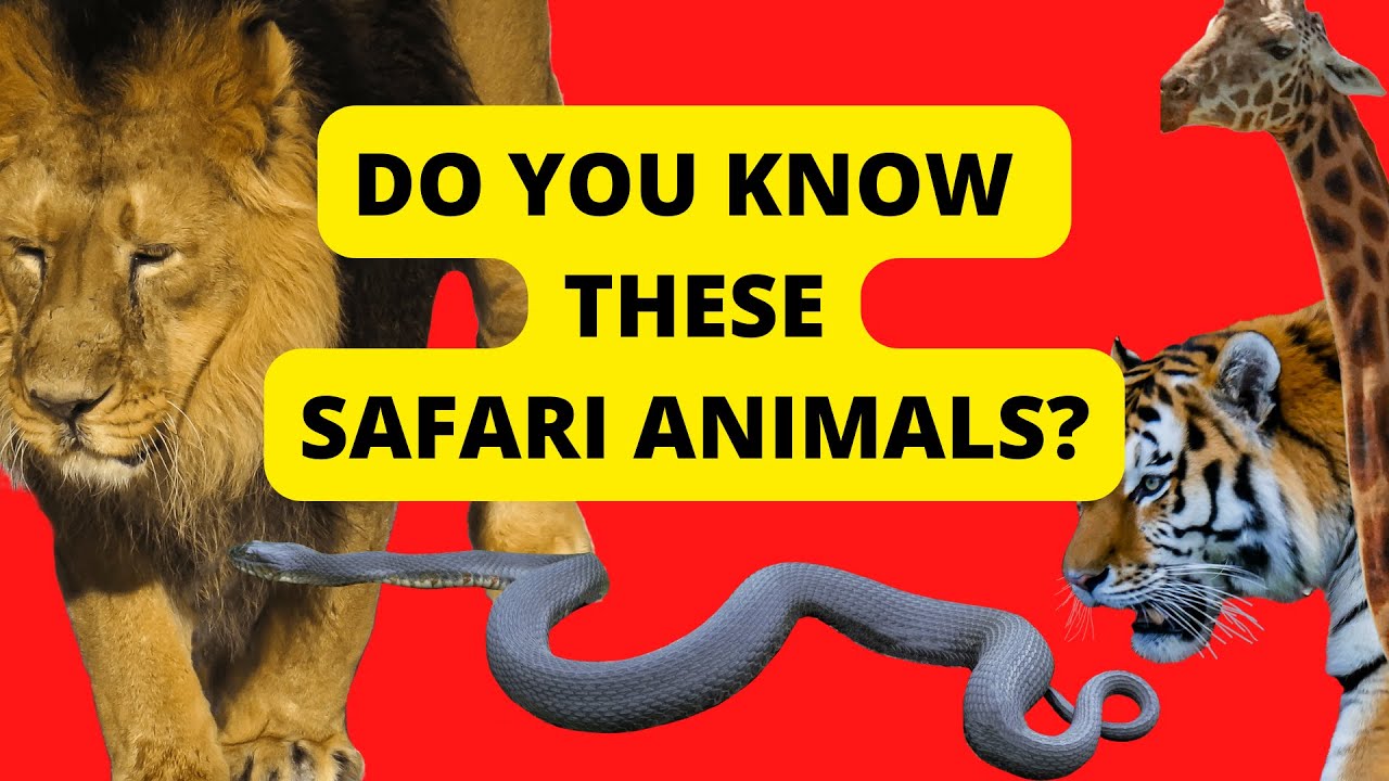 DO YOU KNOW THESE SAFARI ANIMALS? 🐘🐯 NAME THESE ANIMALS - YouTube