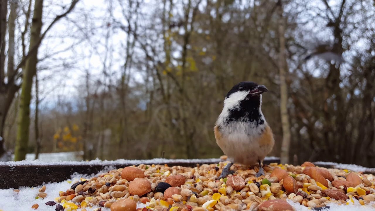 HD Bird table camera - Snowy winter day with lots of birds!