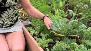 How to Plant Spinach With Eggplant : Green Savvy