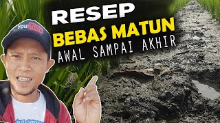 CARA TANAM PADI BEBAS RUMPUT BEBAS MATUN