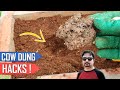 5 COW-DUNG TRICKS AND GARDENING IDEAS | THE BEST FERTILIZER