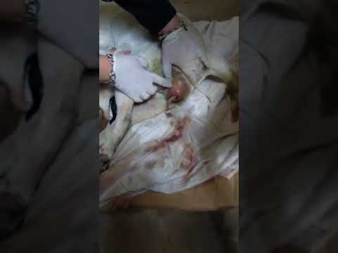 Video: Los nacimientos de nalgas y hemorragias en perros madre
