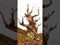 5000 years old tree 😱#shorts #nexorafact #facts #BristleconePine #fact