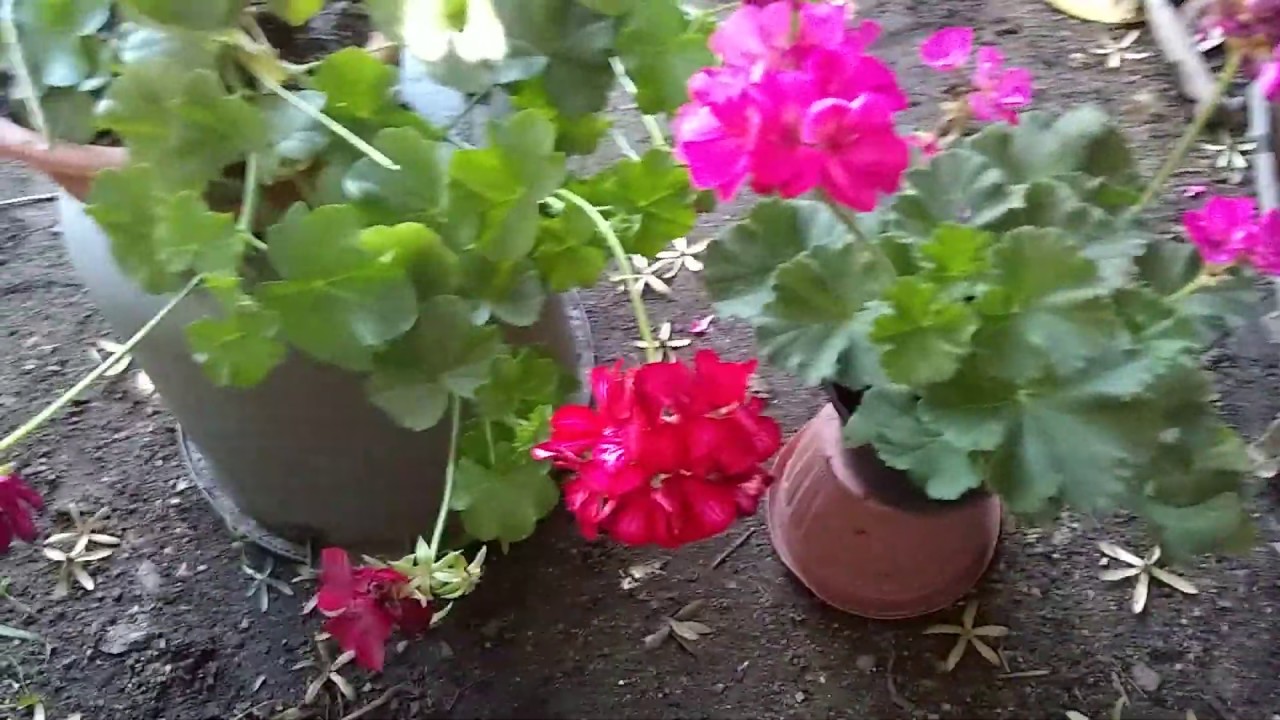 Como saber si es geranio o malva malvon?/How to know if it is geranium or  malva malvon? - YouTube