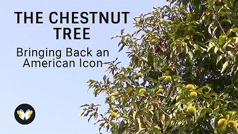 The (Darling 58) Chestnut Tree: Bringing Back an A...