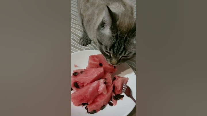 милое видео про котенка мем котик ест арбуз 🍉