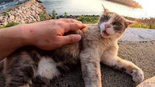 パステルカラーの三毛猫が海辺で夕日を眺める