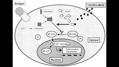 Tacrolimus (FK-506) - Mechanism of Action, Clinical Use & Side Effects