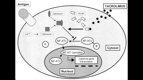 Tacrolimus (FK-506) - Mechanism of Action, Clinical Use & Side Effects