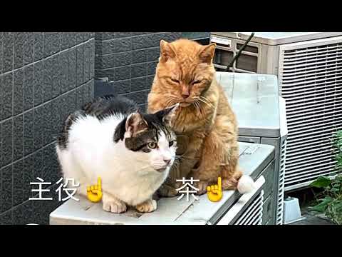 熱い友情で結ばれている猫たち🐾No.150／Japanese cat friendship