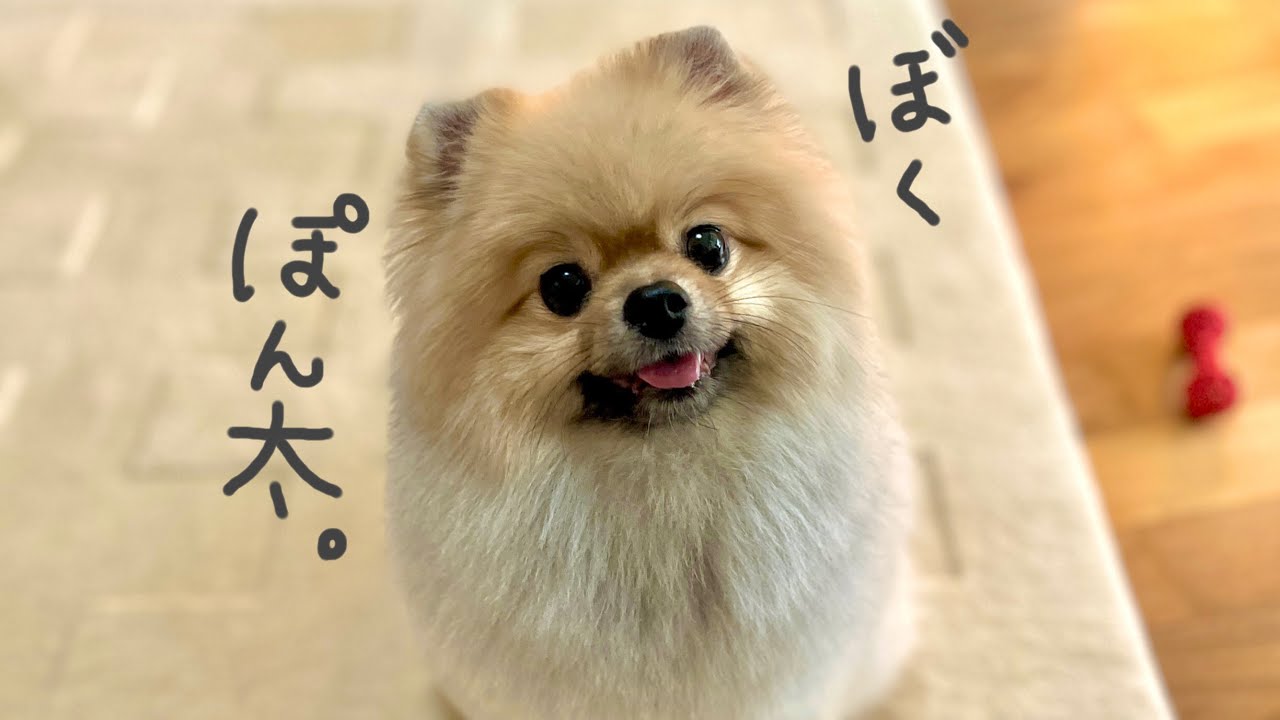 【自己紹介】家と外で性格が違いすぎる、たぬき顔ポメラニアン