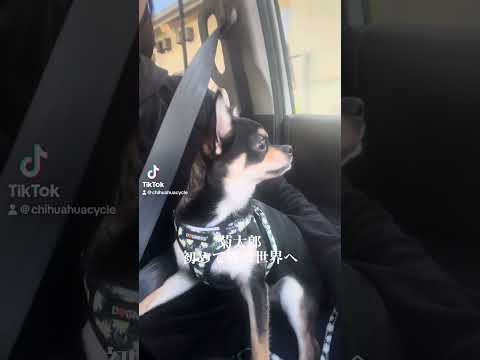 Tokyo Chihuahua Cycle - YouTube