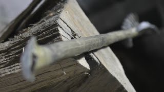 (Primitive Arrow Making) Honeysuckle Arrow shafts by Primitive Preacher 4,208 views 1 year ago 12 minutes, 3 seconds