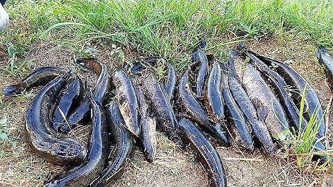 Câu cá lóc sáng tại hàn quốc gặp đàn cá lóc khủng | fishing || #dhtchannel