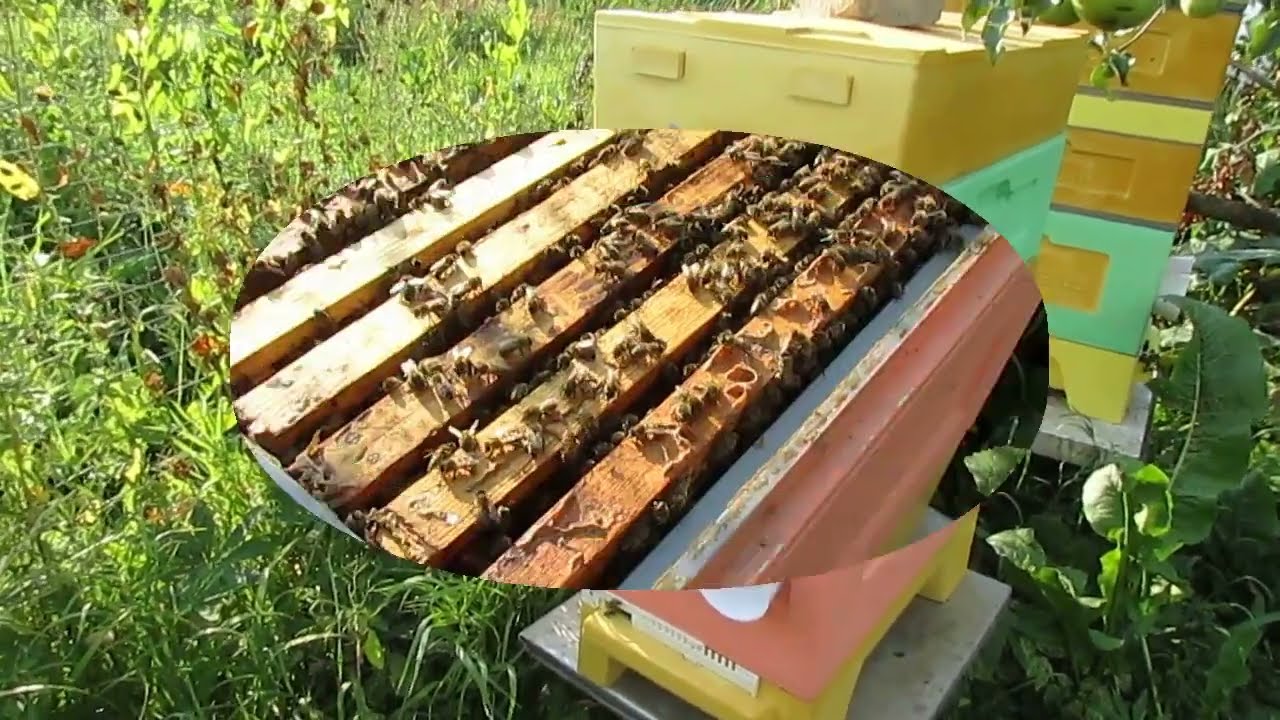 август на пасеке - подготовка пчел к зимовке, матки у пчел нет, сироп ...