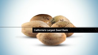 KindGenetics | Seeds