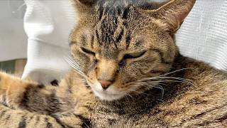 The fate of the owner who disturbed the ferocious cat during its