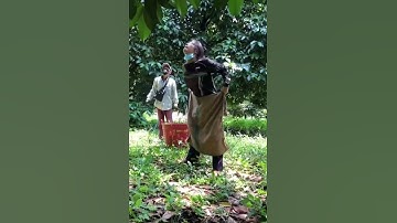 Durian- How to catch a durian fruit from tree #discovery