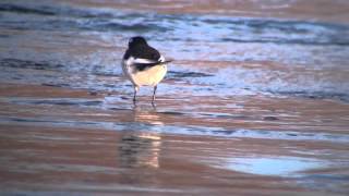野鳥 セグロセキレイ Japanese Wagtail セキレイ 検索動画19 野鳥 セグロセキレイ Japanese Wagtail セキレイ 検索動画 19