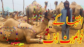 FAISALABAD CAMEL MANDI 2021 || INTHA KA KHUBSURAT CAMEL