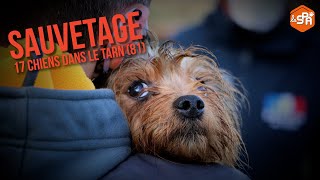 Sauvetage de 17 chiens qui vivaient dans des conditions dramatiques dans le Tarn (81)