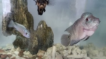 cá la Hán nuôi chung với cá hải tượng châu phi