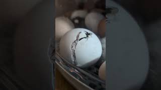 Chick Hatching (full video)