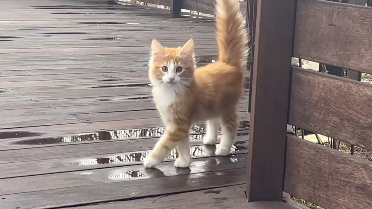 雨上がりのウッドデッキを楽しむ猫たち。ノルウェージャンフォレストキャットは濡れることをあまり気にしてしないのです… YouTube