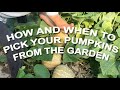 How and when to pick your pumpkins from the garden