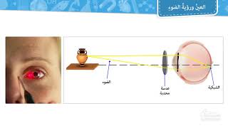 العين ورؤية الضوء