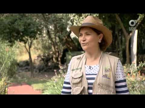 Video: Inicio de un jardín botánico: aprenda lo que hacen los jardines botánicos