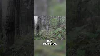 Cracking the Code: Unveiling the Mysterious Movements of Blacktail Deer Profile